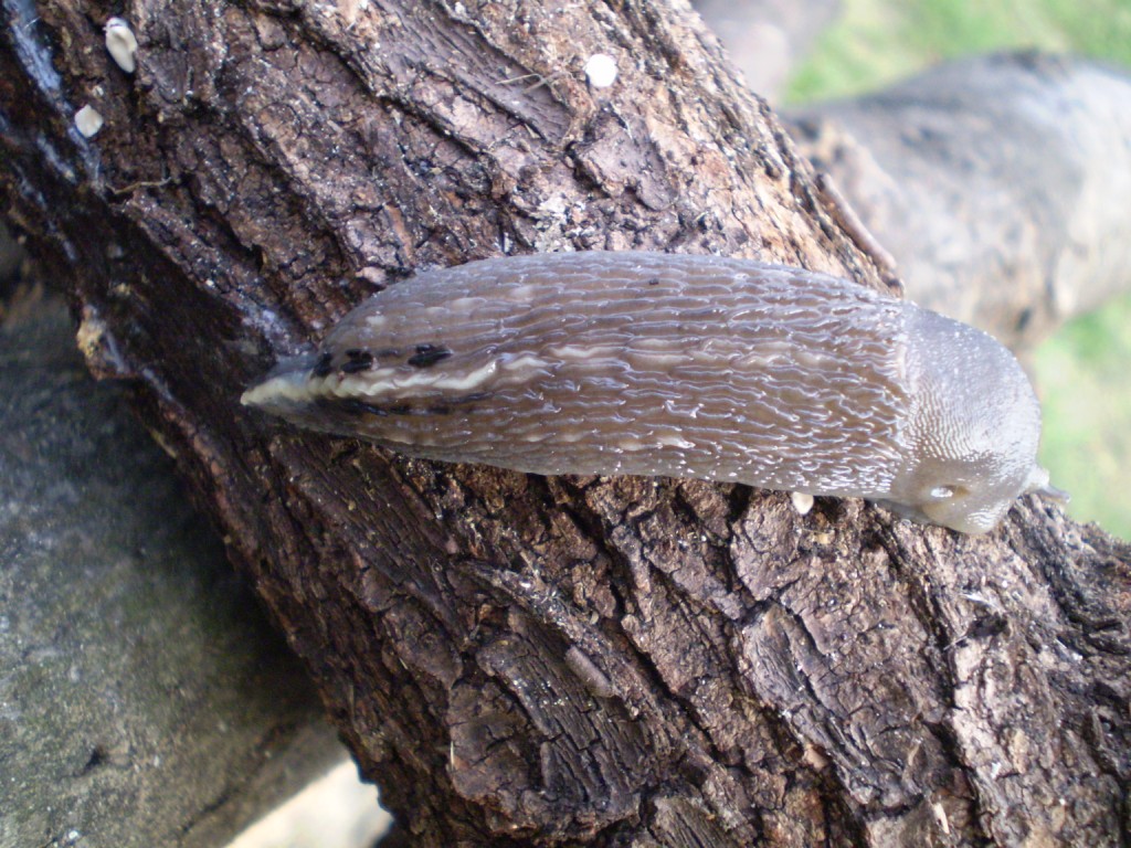 Limax aldrovandi Moquin-Tandon 1855 (Levanto SP)